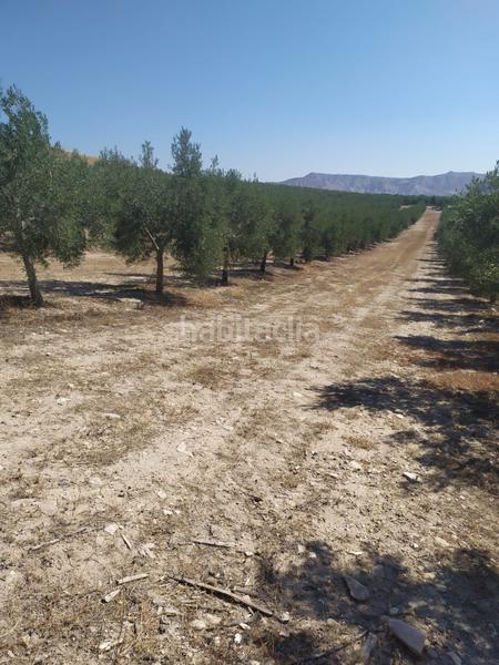 Foto 6c467cee-a7d8-4cd0-8a1c-dd7aa789099a. Finca rústica a Alcántara
