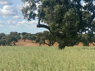 Landgut in Pedanías - Extrarradio. Finca de caza menor especial perdices