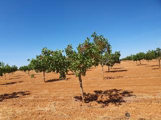 Finca rústica a N/a. Finca de 240 hectareas pistachos y almendros