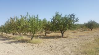 Finca rústica a Brozas. Finca de almendros en zona evora portugal