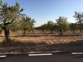 Landgut in Pedanías - Extrarradio. Finca almendros en albacete