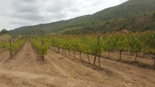 Rural plot in N/a. Finca bodega de 54 hectareas