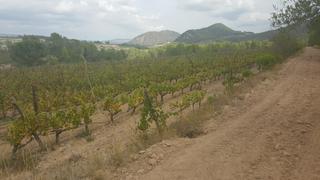 Finca rústica a Villarrobledo. Bodega un millon de litros