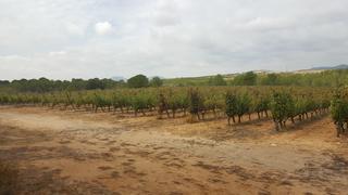 Finca rústica a Avinguda de l'infant pere 16. Finca bodega de 30 hectareas con viñedos