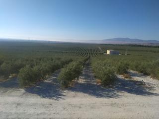Finca rústica a N/a. Finca de 365 hectareas super intensivo y tradicional