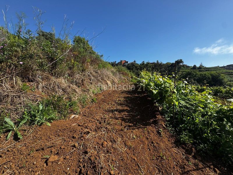 Foto 0375abcc-0485-4221-adeb-751225b7c7d1. Finca rústica a Sauzal (El)