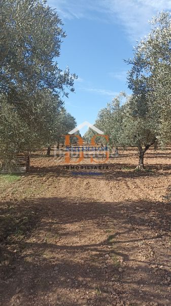 Foto b5e5c589-6bd2-4696-8542-6f4b52234882. Finca rústica a Centro Antequera