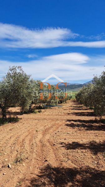Foto bb4d7c42-7d55-425f-a09a-b46a3d9e30c5. Finca rústica a Centro Antequera