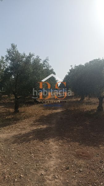 Foto d5cf396c-2e02-43e5-b270-6f861f57f637. Finca rústica a Centro Antequera