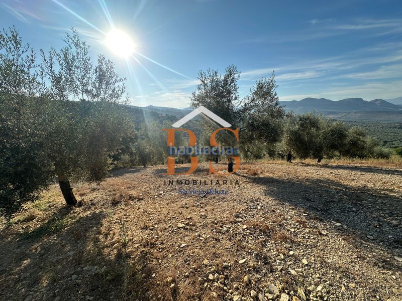 Foto c89484da-7068-4810-a95d-90bcf304b506. Finca rústica a Archidona