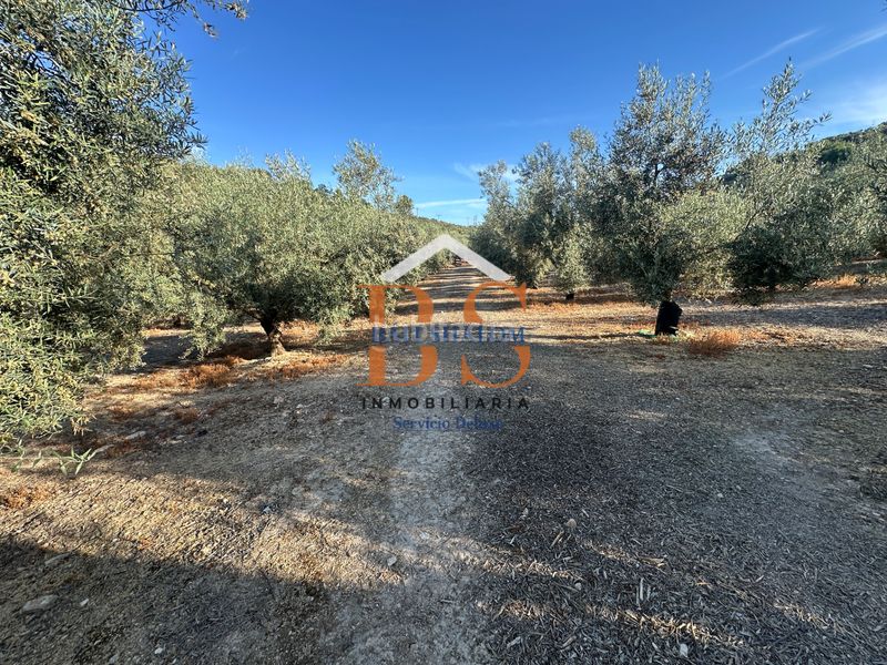 Foto f94cbae7-3419-457e-ac47-d88af8e0af2c. Finca rústica a Archidona