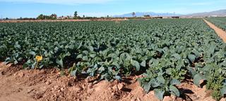 Finca rústica a Pasaje los barretos 18. Finca bajo trasvase cota 120