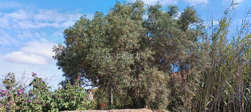 Foto 55549a40-4a5e-44db-a8d4-14fa25d509ef. Masia a rincon de tallante 15 a Campo Nubla Cartagena