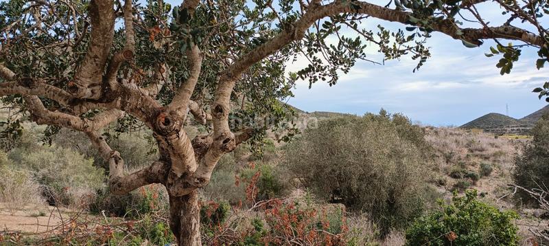 Foto a11e76b2-529d-4e7f-89d1-a43afb49438c. Mas dans Campo Nubla Cartagena