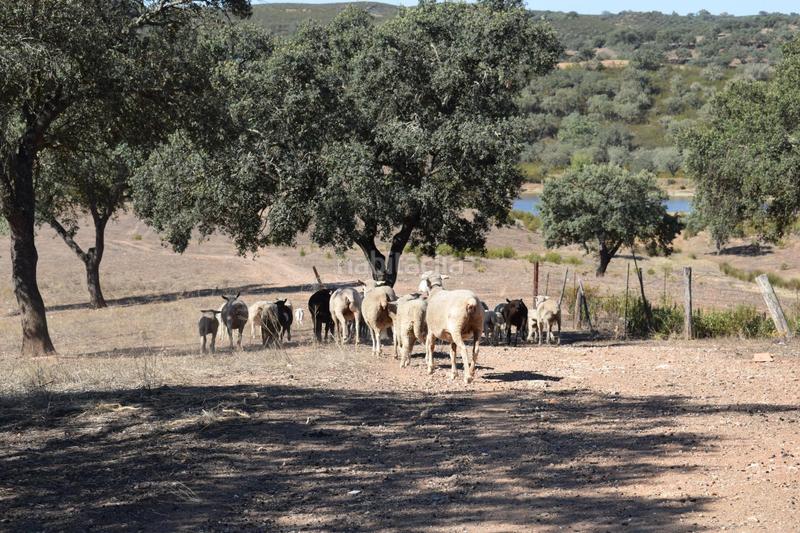 Foto 4c2a0c8f-1181-4ed0-84a5-aae06a802486. Finca rústica gran terreno rústico en el cerro del andévalo huelva oportunidad en Cerro de Andévalo (El)