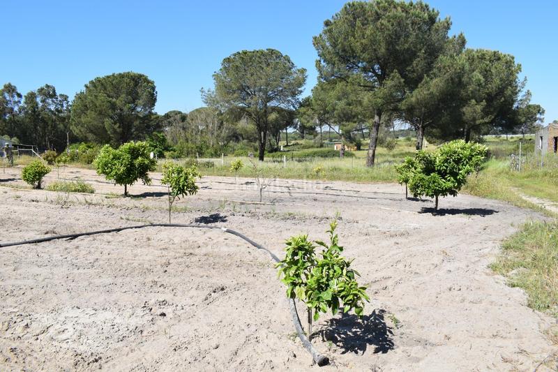 Foto ac8f9e18-cbe6-4806-b064-e76080e60516. Masía finca rústica huelva en Lucena del Puerto