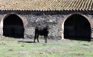 Finca rústica en Cañaveral de León. Terreno rústico en cañaveral de león huelva