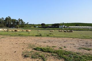 Masia  Camino diseminados. Finca rústica en villablanca