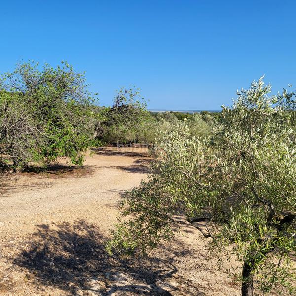 Foto ce31b36d-6392-457c-b1a6-54ca92ab30e1. Masia amb piscina a Perelló (El)