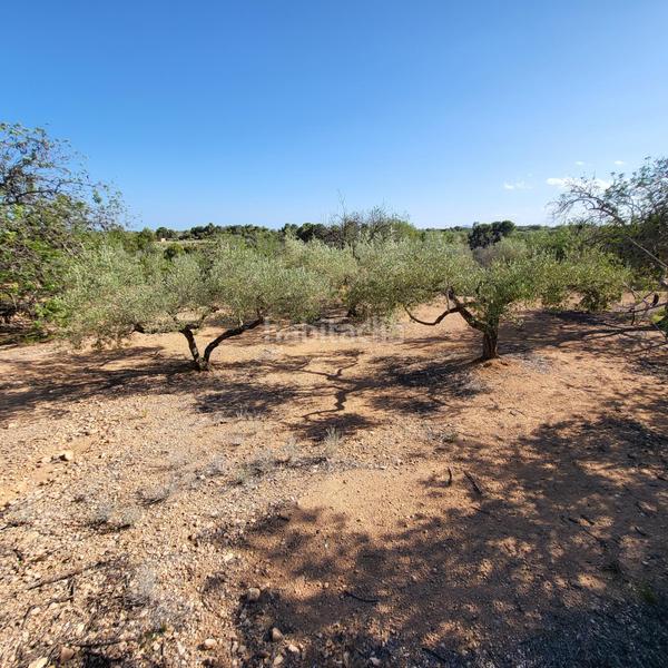 Foto fae625c9-24db-4413-b474-a49d447bae30. Masia amb piscina a Perelló (El)