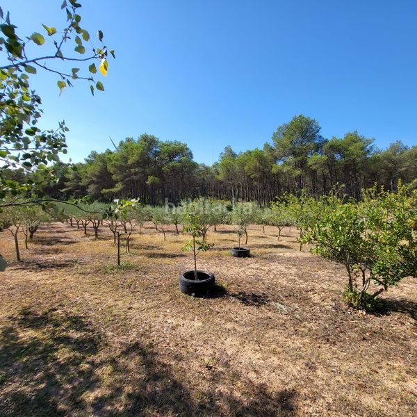 Foto d3f63861-3d7a-401d-ab05-00df79d9f506. Masia amb piscina a Perelló (El)