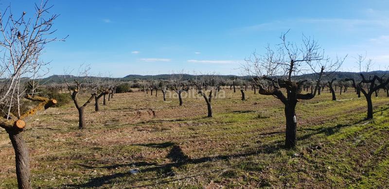 Foto 2b53141e-95d0-4c0a-ba88-78c5d017ad89. Masia a Perelló (El)