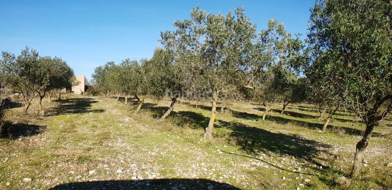 Foto 77a15700-8c9e-44ed-9d21-97874e8f9d99. Masia a Perelló (El)