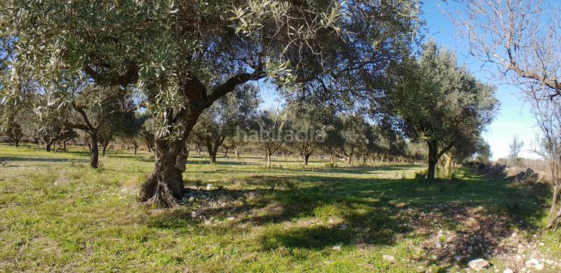 Foto a8cf644b-bc43-4c62-99ea-7873bf9f8b7e. Masia a Perelló (El)