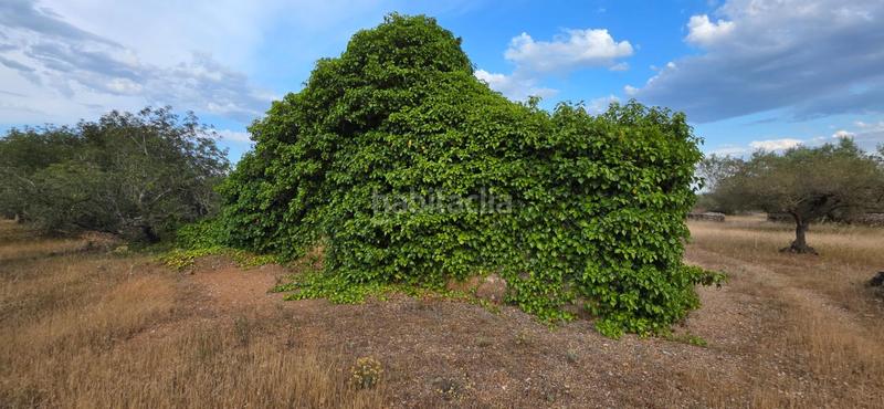 Foto 567e1019-b2ca-46d5-ab7a-e0588f568225. Masía finca rústica llana con paisaje natural a 9 km del mar en Ametlla de Mar (L´)