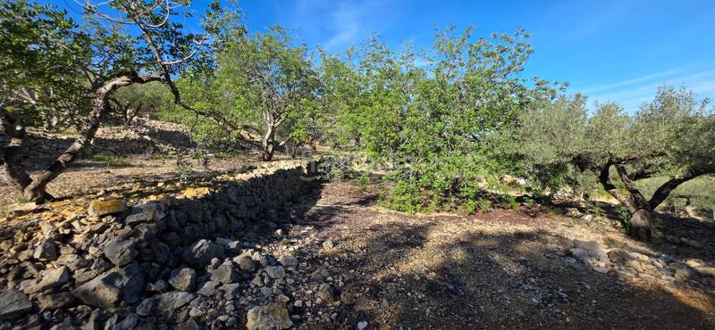 Foto b7567a47-35d0-4031-b379-0f8ed617725d. Masia a Perelló (El)