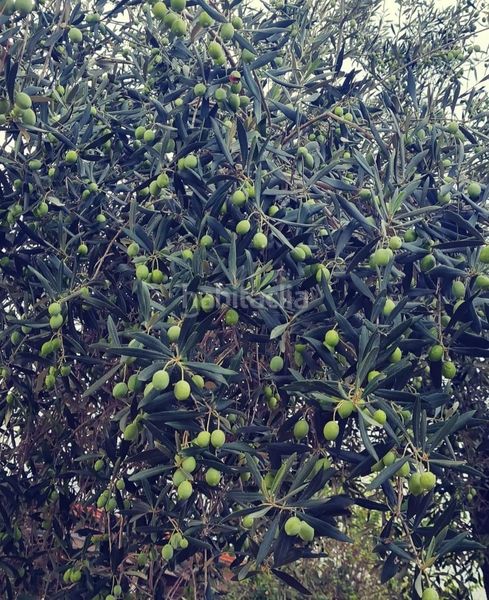 Foto ecec77a7-4ef9-4796-ae88-889088102b3e. Masia amb aparcament piscina a Ampolla (L´)