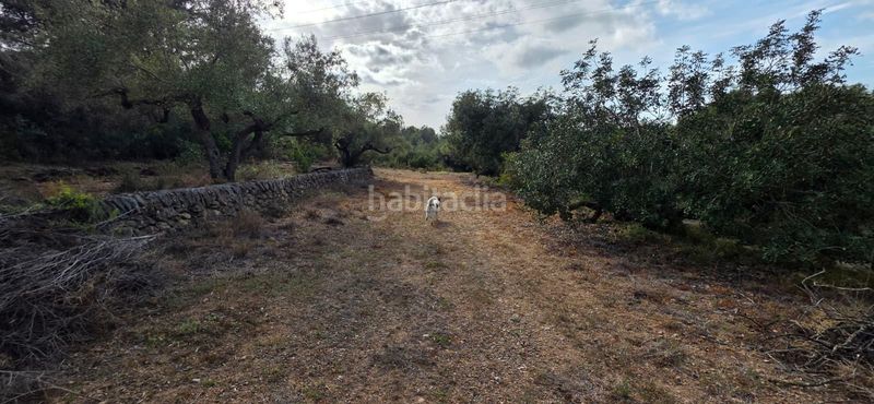 Foto c68be567-5056-44bc-8dc2-5353ceae13a7. Masia a Perelló (El)