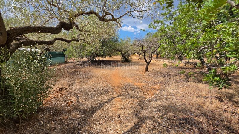 Foto 5090a94a-00f8-4a10-ba4b-6895a8d9a1ad. Masía magnífica finca rústica de 14.000 m2 con casa legalizada, luz de red y pozo propio a 5 km del mar en Perelló (El)
