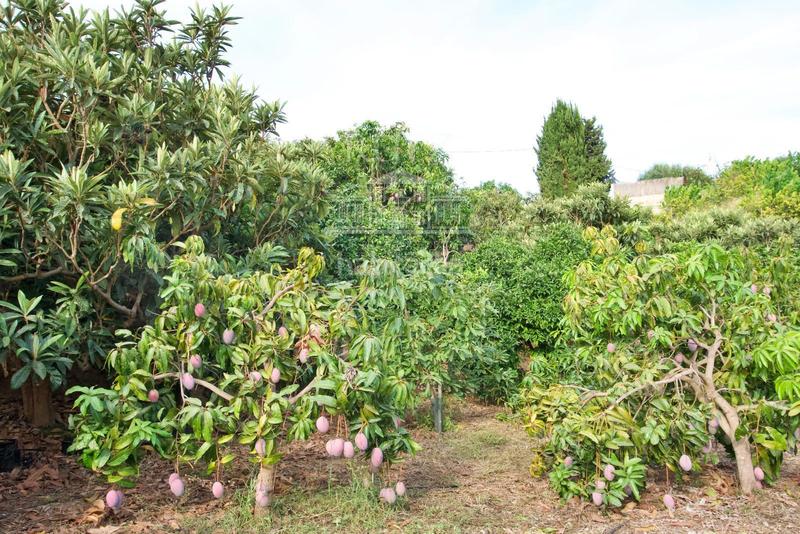 Foto 1f98f6a6-a5a4-4b89-8f71-21327a9520c0. Finca rústica finca agrícola en producción en Centro Salobreña