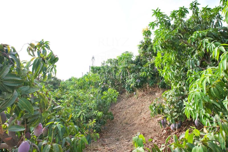 Foto 8826ec2a-8f52-47d1-8e07-358167ca8cd5. Finca rústica finca agrícola en producción en Centro Salobreña