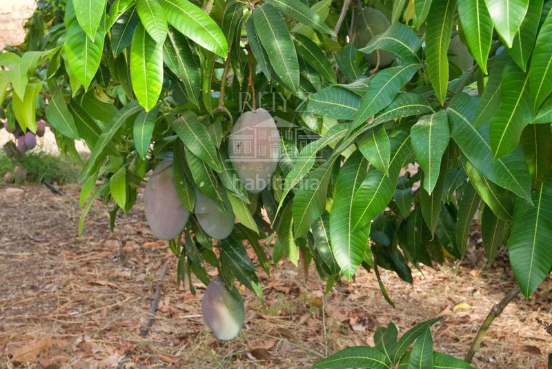 Foto 9ca80512-b212-4011-94c0-7de7be8acffc. Finca rústica finca agrícola en producción en Centro Salobreña
