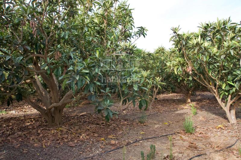 Foto a2a8b8d1-7046-4608-96bf-1009519ab109. Finca rústica finca agrícola en producción en Centro Salobreña