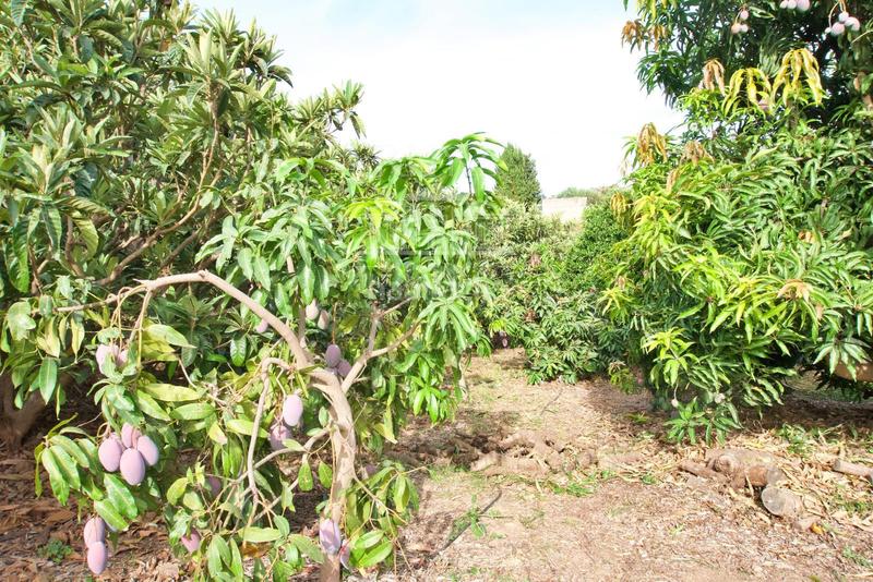 Foto a653b138-54bc-4829-b26b-7faa5c2b3de5. Finca rústica finca agrícola en producción en Centro Salobreña
