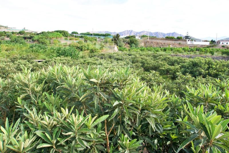 Foto bd2f0c02-4b23-4d14-b127-8036122dea47. Finca rústica finca agrícola en producción en Centro Salobreña