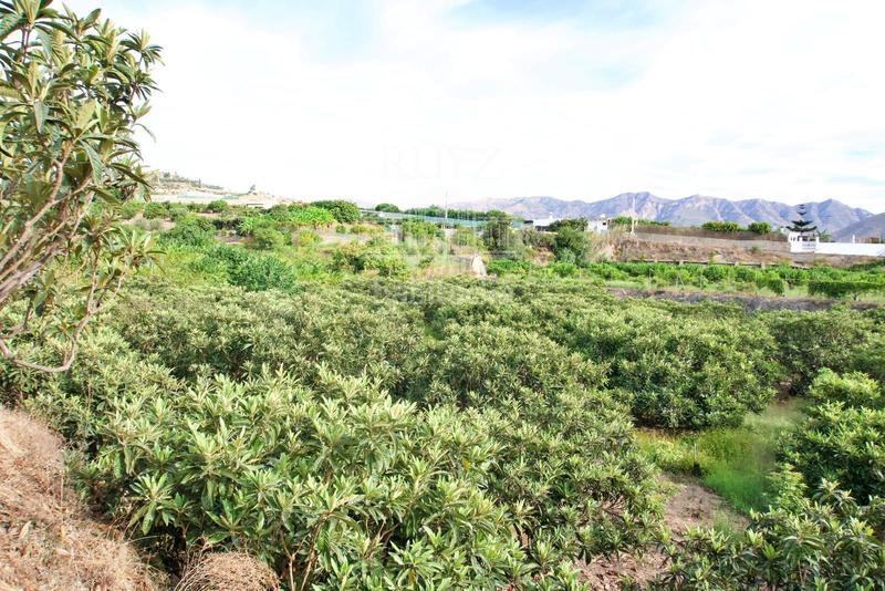 Foto d83ab091-2e44-463d-b30c-92bdb27a4265. Finca rústica finca agrícola en producción en Centro Salobreña