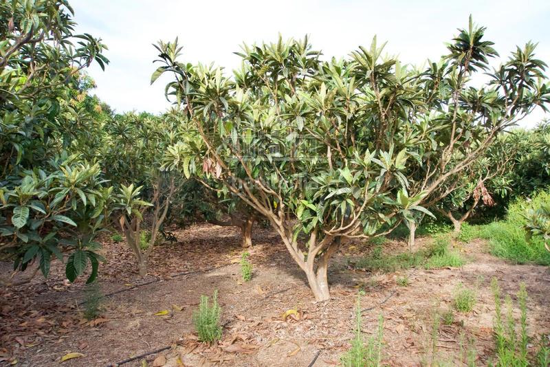 Foto eca618e4-3b72-4671-89dc-dfcff50fd44a. Finca rústica finca agrícola en producción en Centro Salobreña