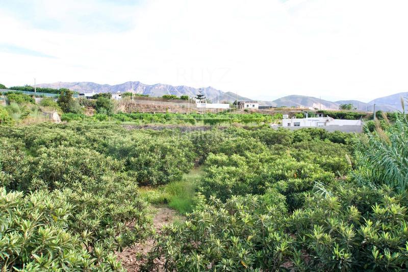 Foto f03515a1-dcb4-4c25-8145-96bf6dd52299. Finca rústica finca agrícola en producción en Centro Salobreña