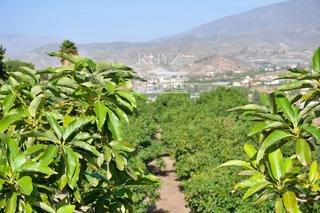 Finca rústica  Barranco del inglés. Finca de aguacates de 30.000 m2 en puntalón productividad y enca