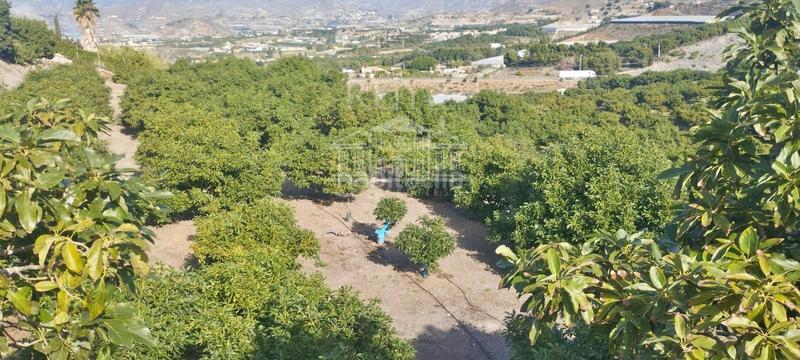 Foto 430f8eef-56e4-463d-8953-a3c816ab0ffe. Finca rústica a Los Tablones - La Garnatilla Motril