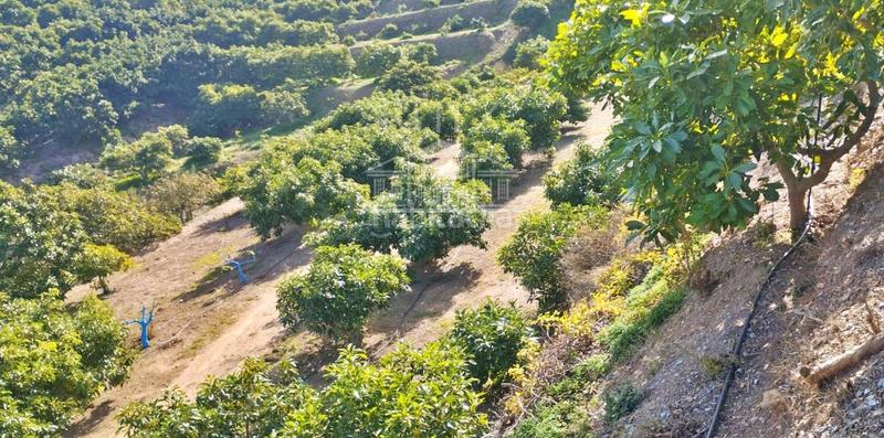 Foto 6ae1f990-f7d5-4158-8872-78f8aca79dbb. Finca rústica a Los Tablones - La Garnatilla Motril