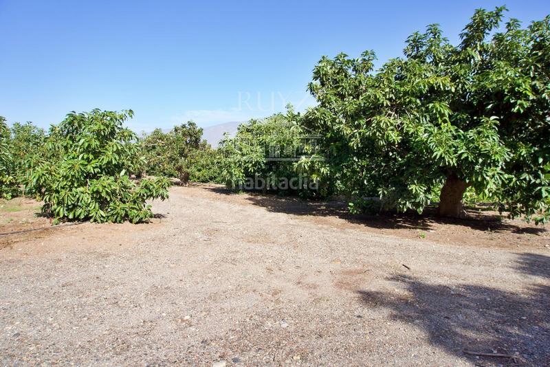 Foto c4c5d8da-4dea-43c6-b344-6c5bd01f671b. Finca rústica a Los Tablones - La Garnatilla Motril