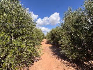 Finca rústica a Gausa