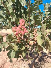 Finca rústica a Camino a el ballestero 23. Finca plantada de pistachos en produccion