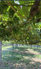Finca rústica  Avenida de vilariño. Finca de albariño en cambados
