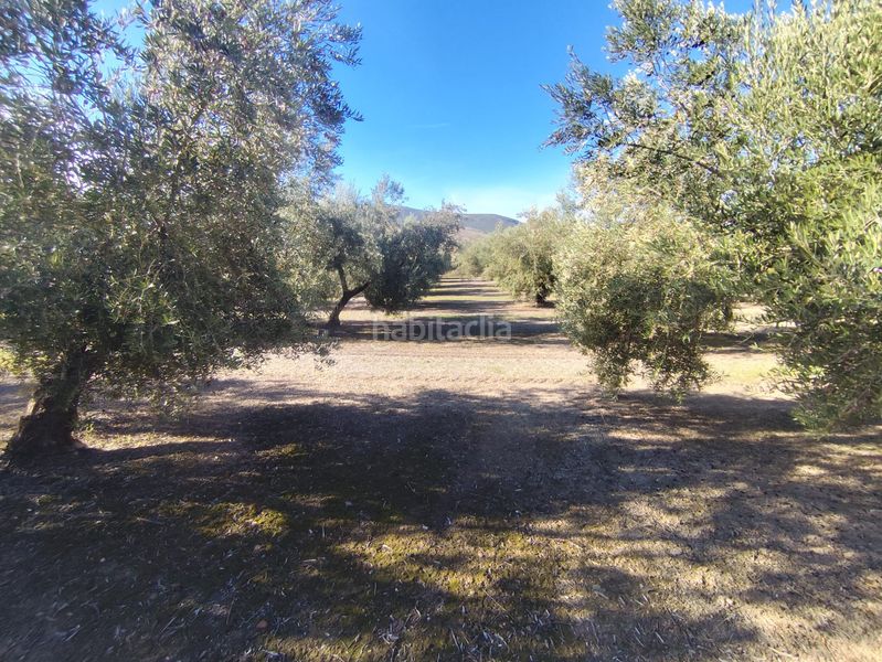 Foto 9705b920-d9eb-41b9-8a0a-e3359ad21725. Finca rústica a Villacarrillo